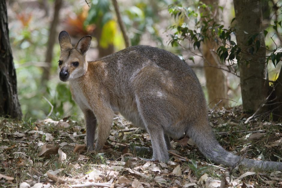 Mareeba, Australia