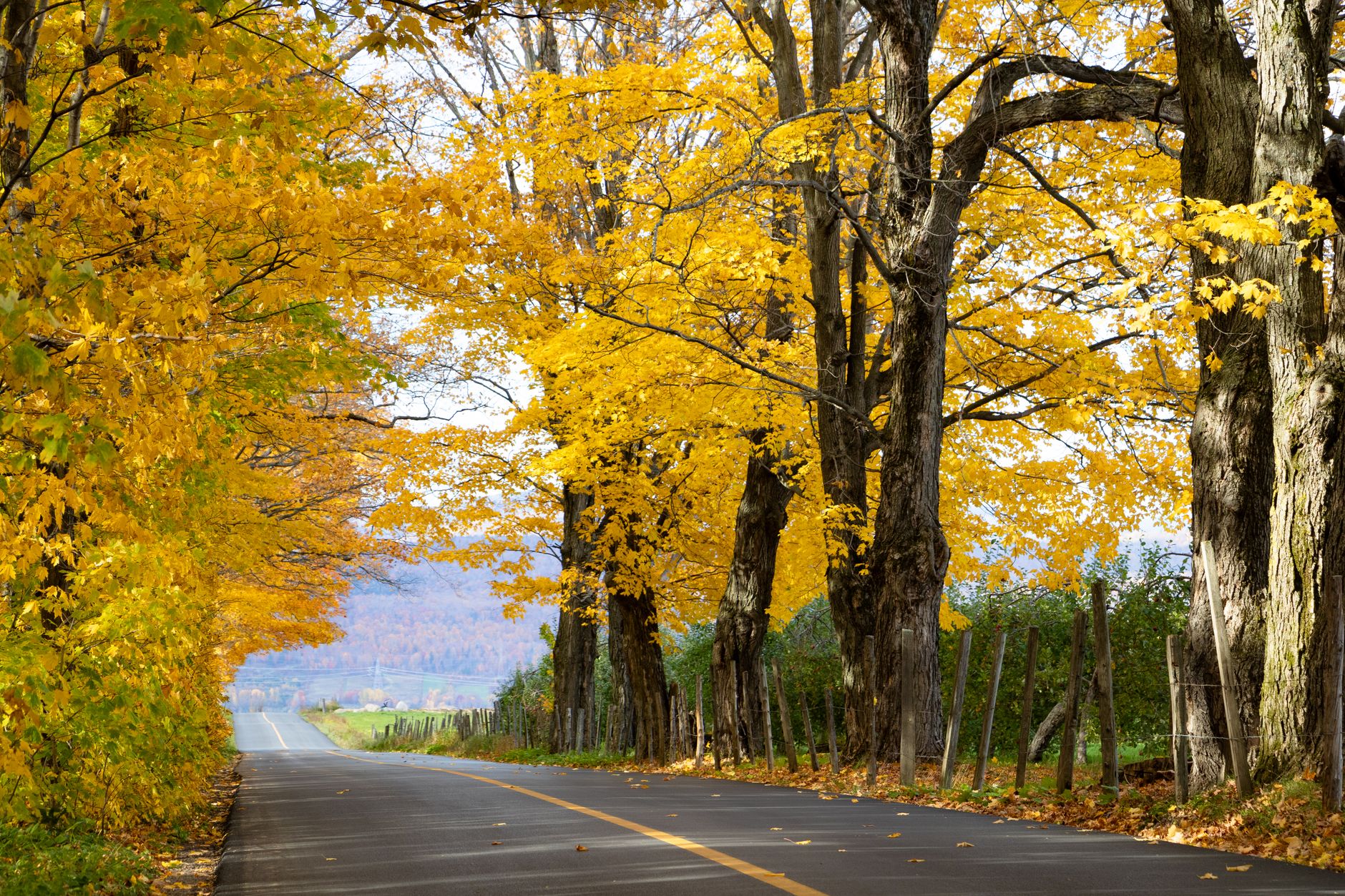 Affordable Toronto to Montreal: Cheapest Ride? Hidden History.