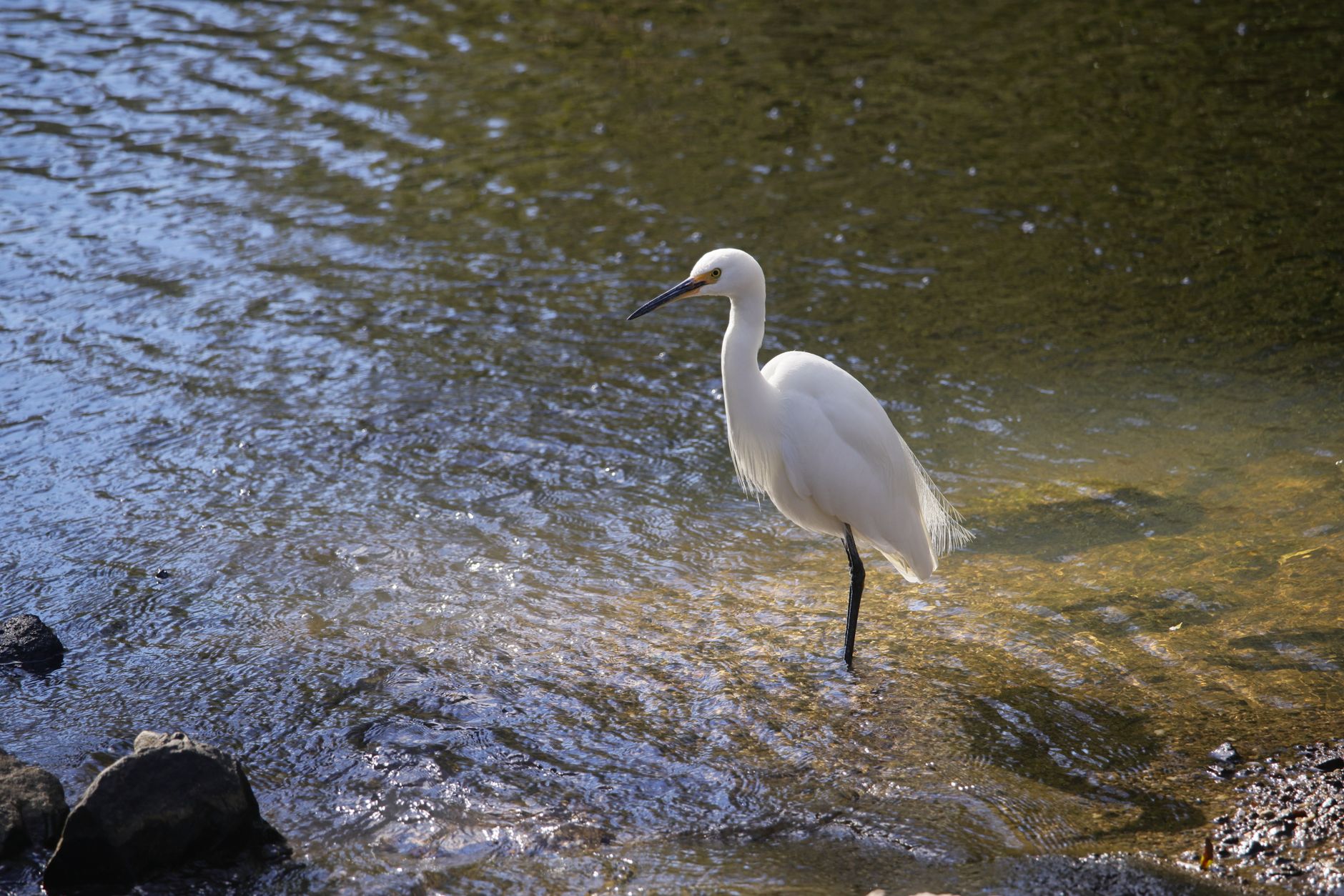 San Elijo Lagoon Ecological Reserve, Encinitas, USA
