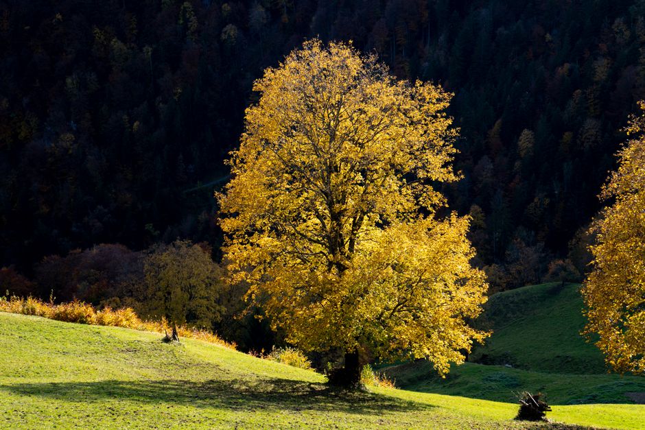 Ammergau Alps Nature Park, Germany