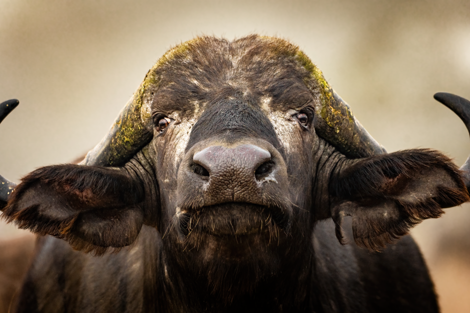 Head-Smashed-In Buffalo Jump, Alberta, Canada