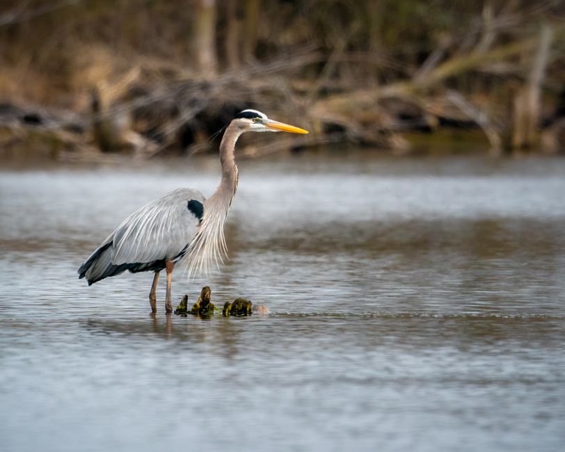 Great Dismal Swamp National Wildlife Refuge, Virginia/North Carolina, USA