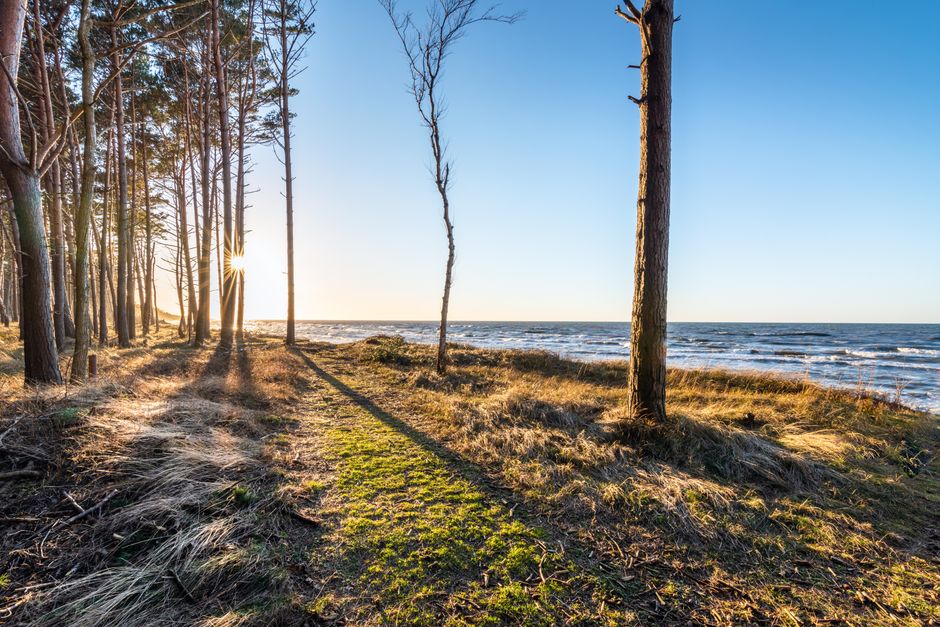 Crooked Forest, Gryfino, Poland