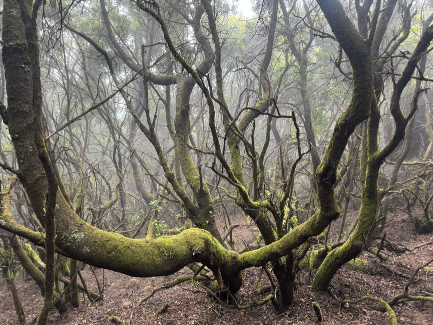 Krzywy Las (Crooked Forest), Gryfino, Poland