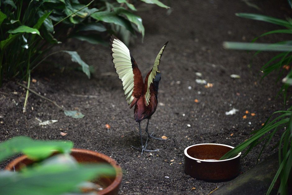 Bloedel Conservatory, Vancouver, Canada