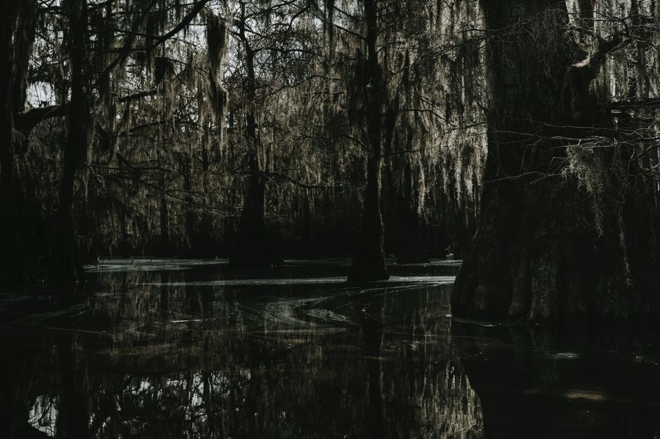 Great Dismal Swamp, Virginia/North Carolina, USA