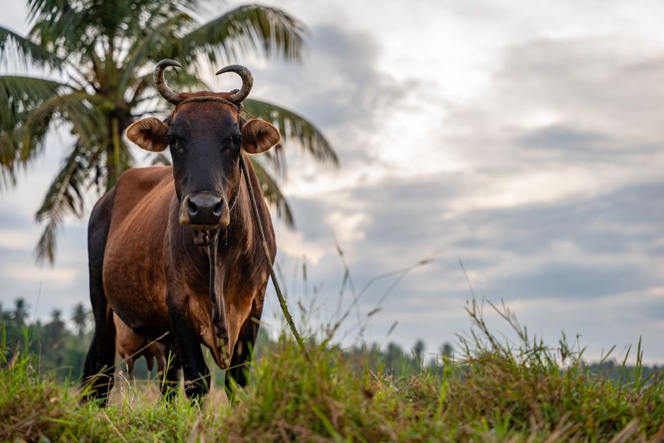 Roadside stalls across Southern & Central Provinces, Sri Lanka