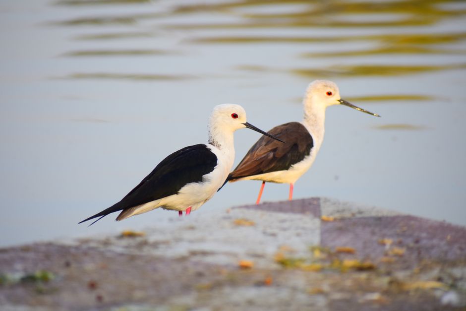 Inglewood Bird Sanctuary & Nature Centre, Calgary, Canada