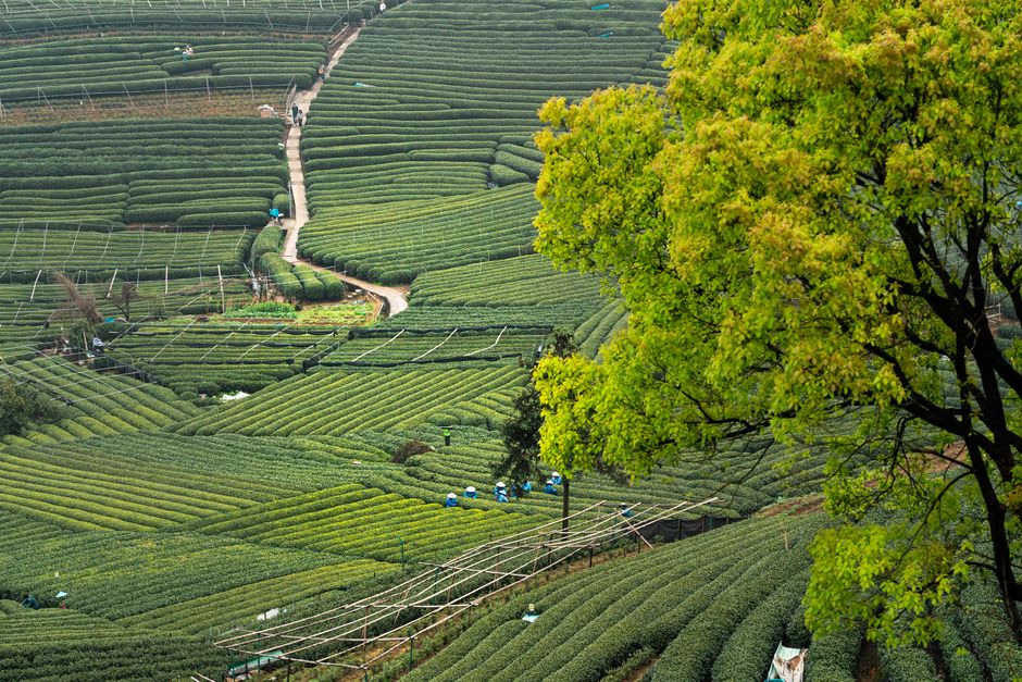 Anxi County, Fujian, China