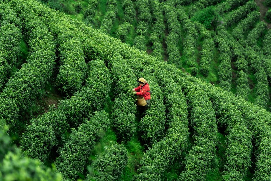 Zhangping Shuixian Tea Gardens, Zhangping, Fujian