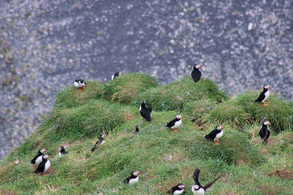 Rathlin Island, Northern Ireland
