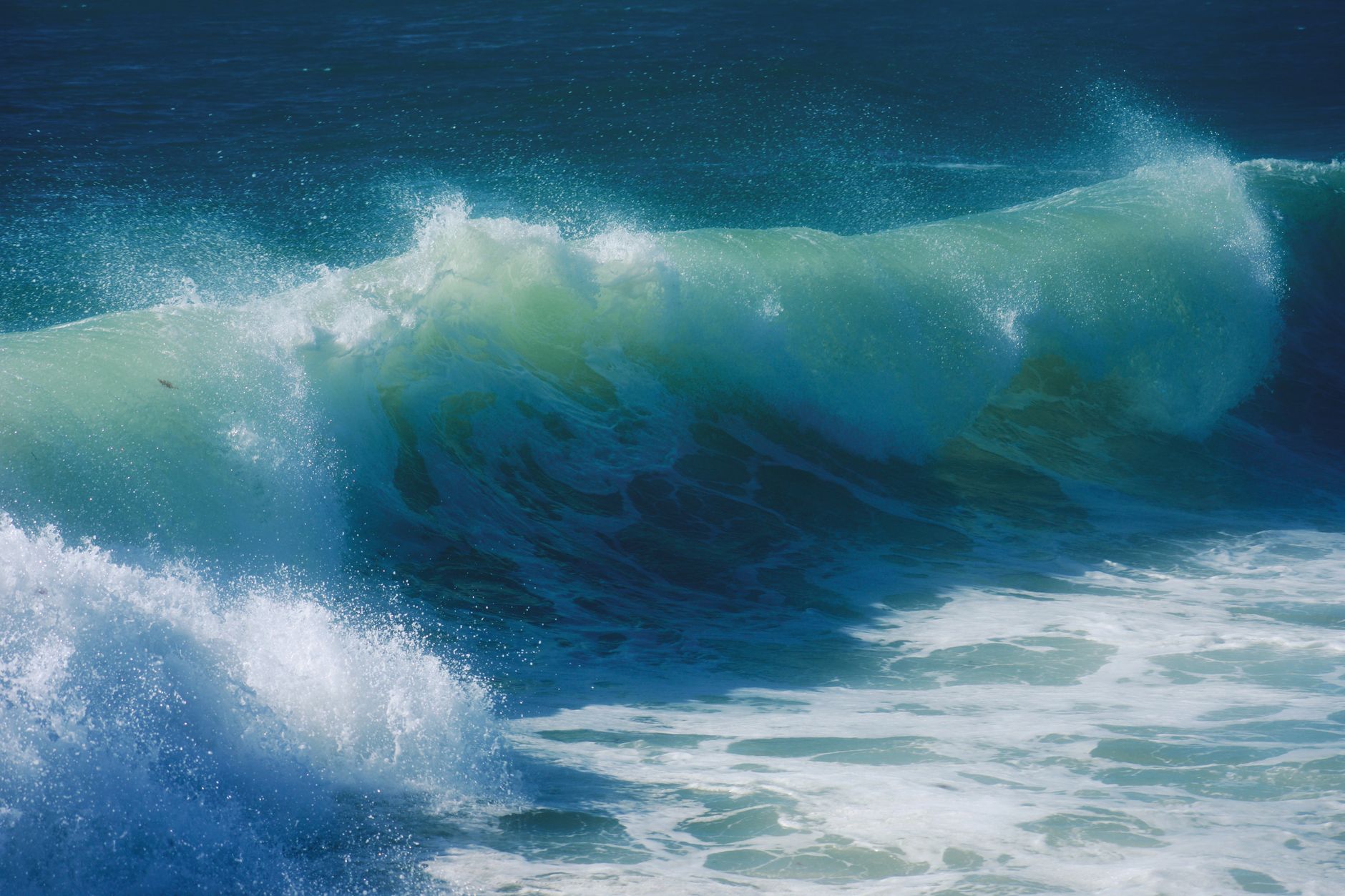Do Sharks Travel from Tropical Southern Waters to Fuel Up in Long Island?
