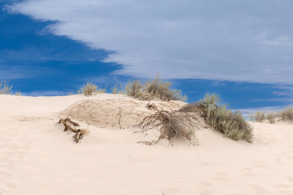 Cape Lookout National Seashore (Core Banks), North Carolina, USA