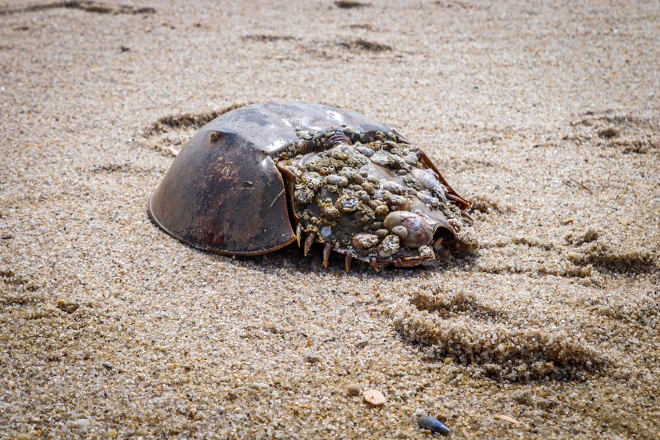 Delaware Bay, Delaware/New Jersey, USA