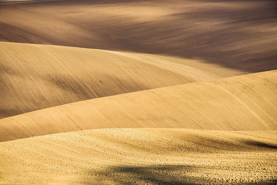 Pullman, Washington, US