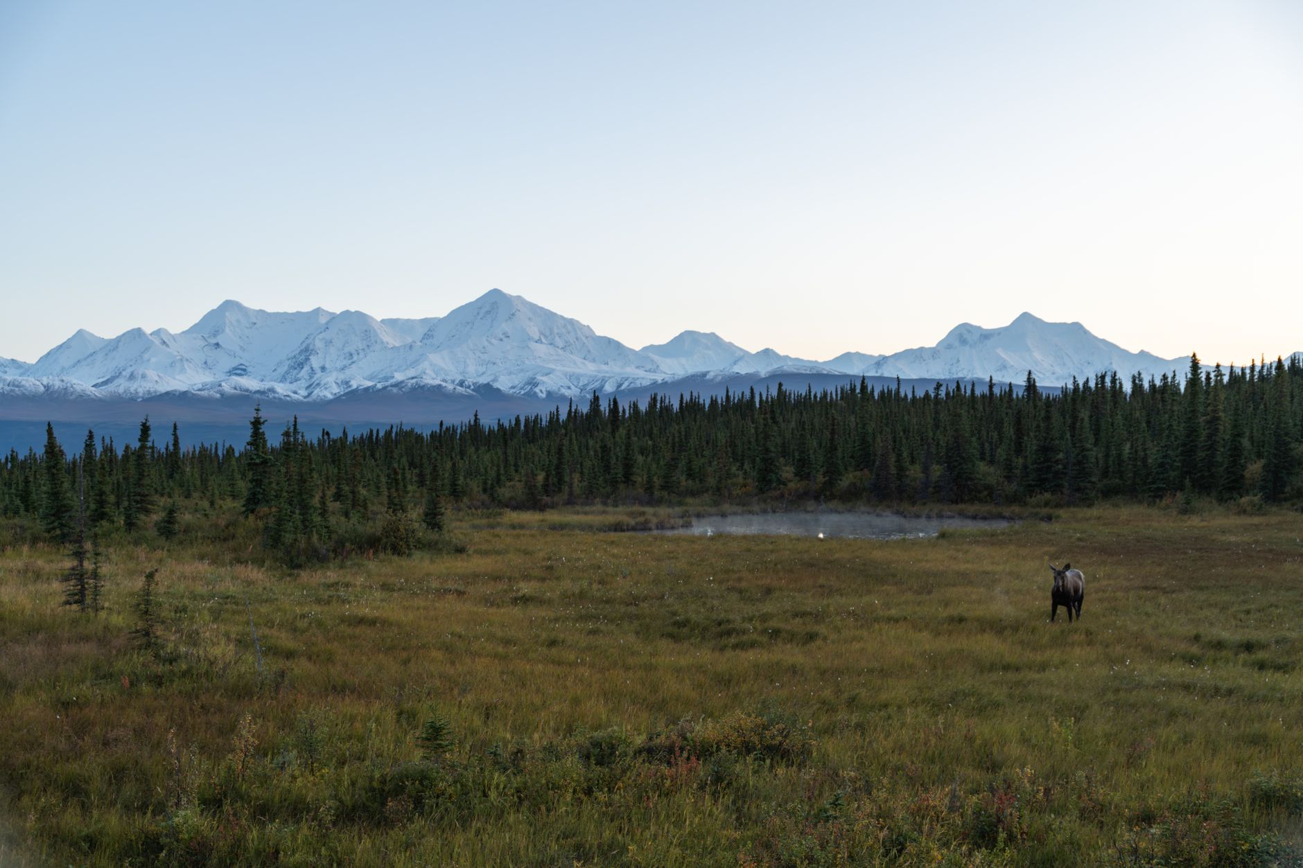 Do you have any tips for staying safe while hiking in moose territory? Unseen Wilderness Tales