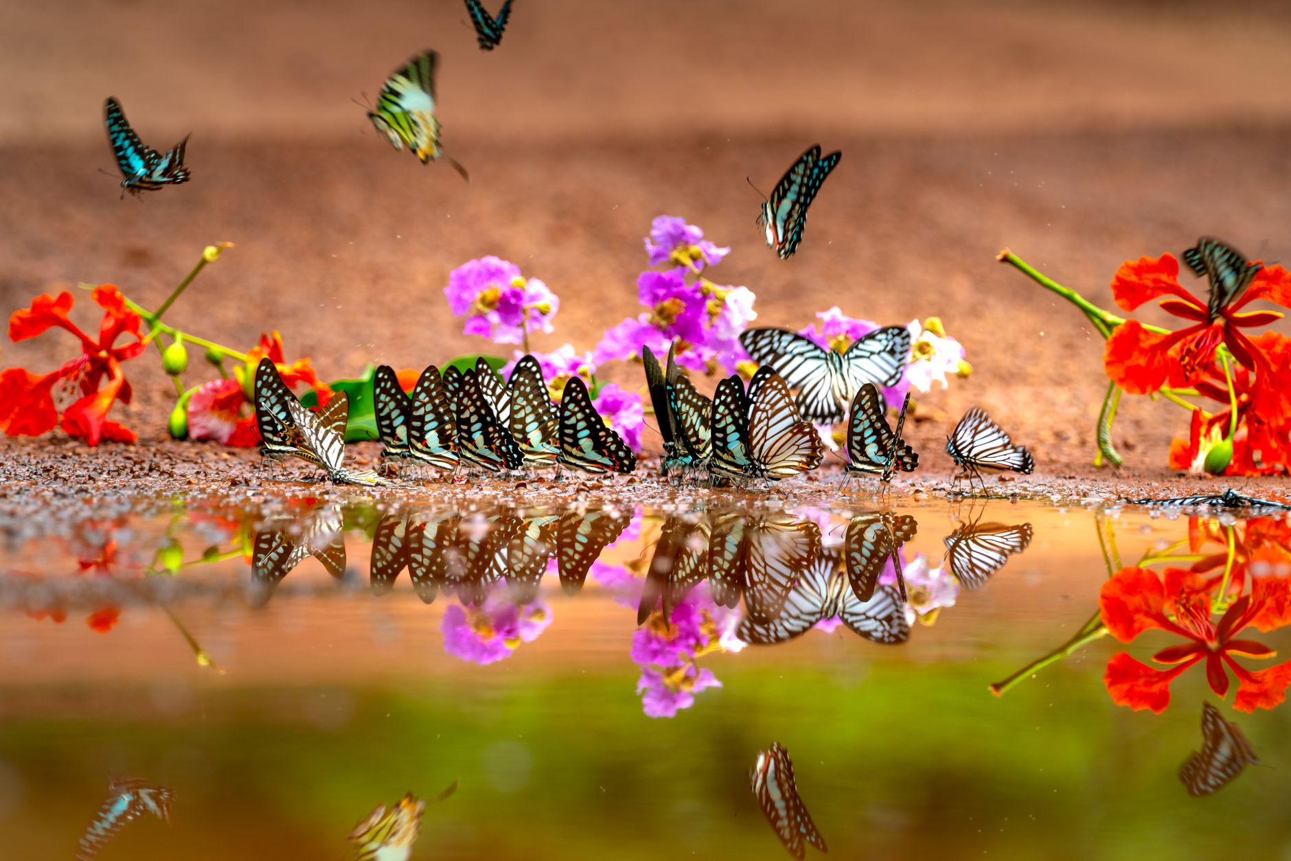 Fung Yuen Butterfly Reserve, Tai Po, Hong Kong