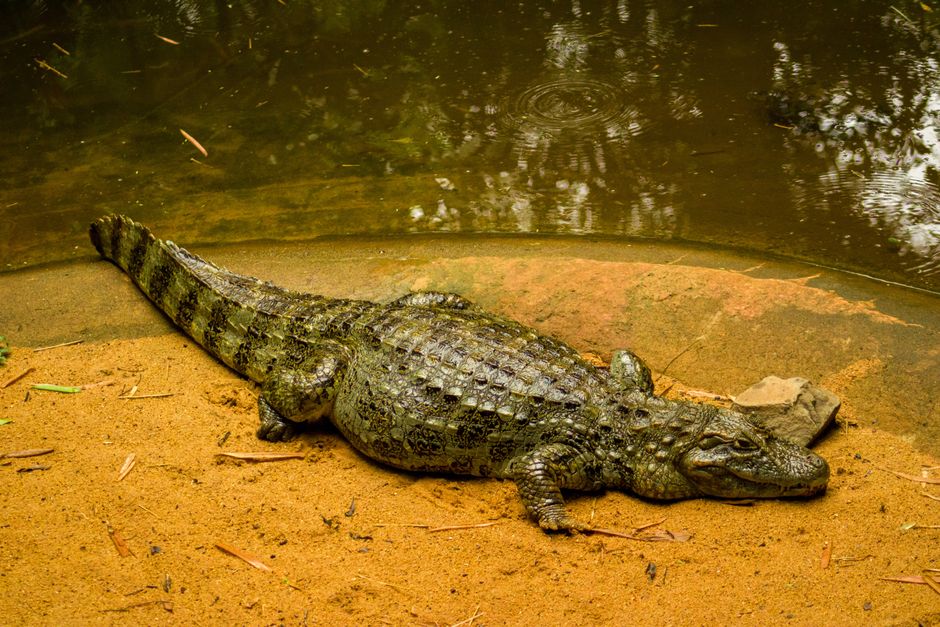 The Pantanal, Brazil