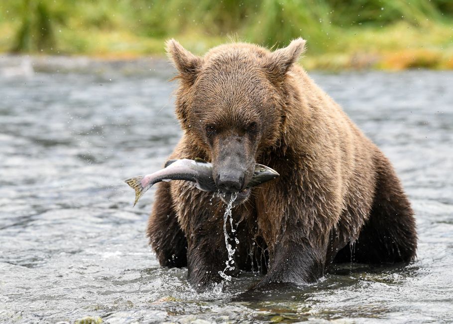 Dry Bay, Alaska, USA