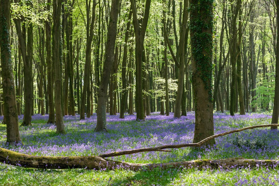Hallerbos, Belgium