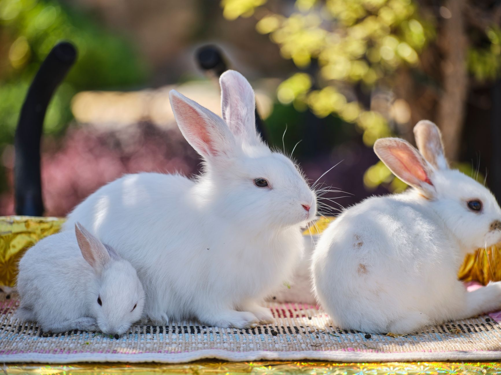 Okunoshima, Japan