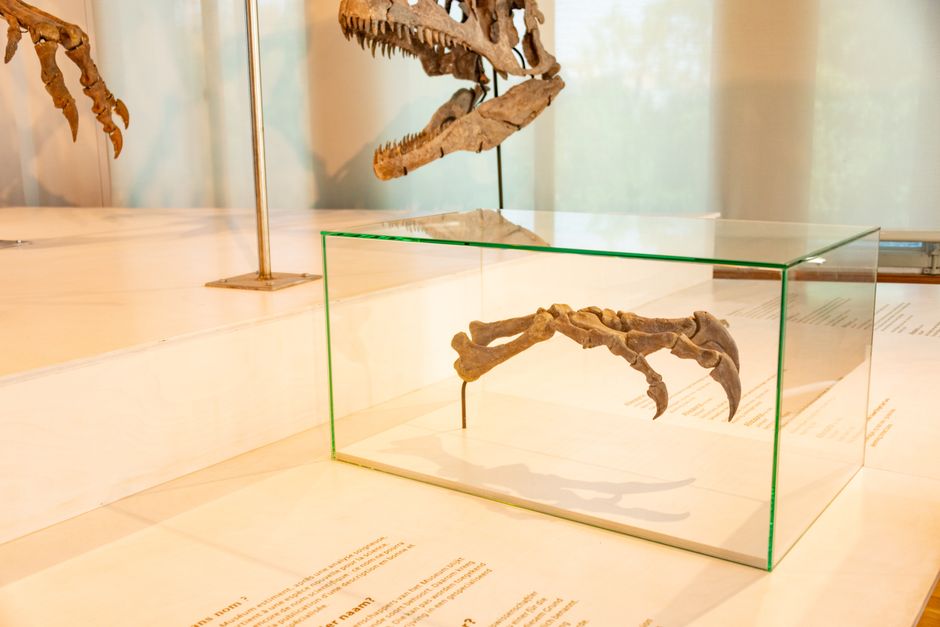 Redpath Museum, Montreal, Canada