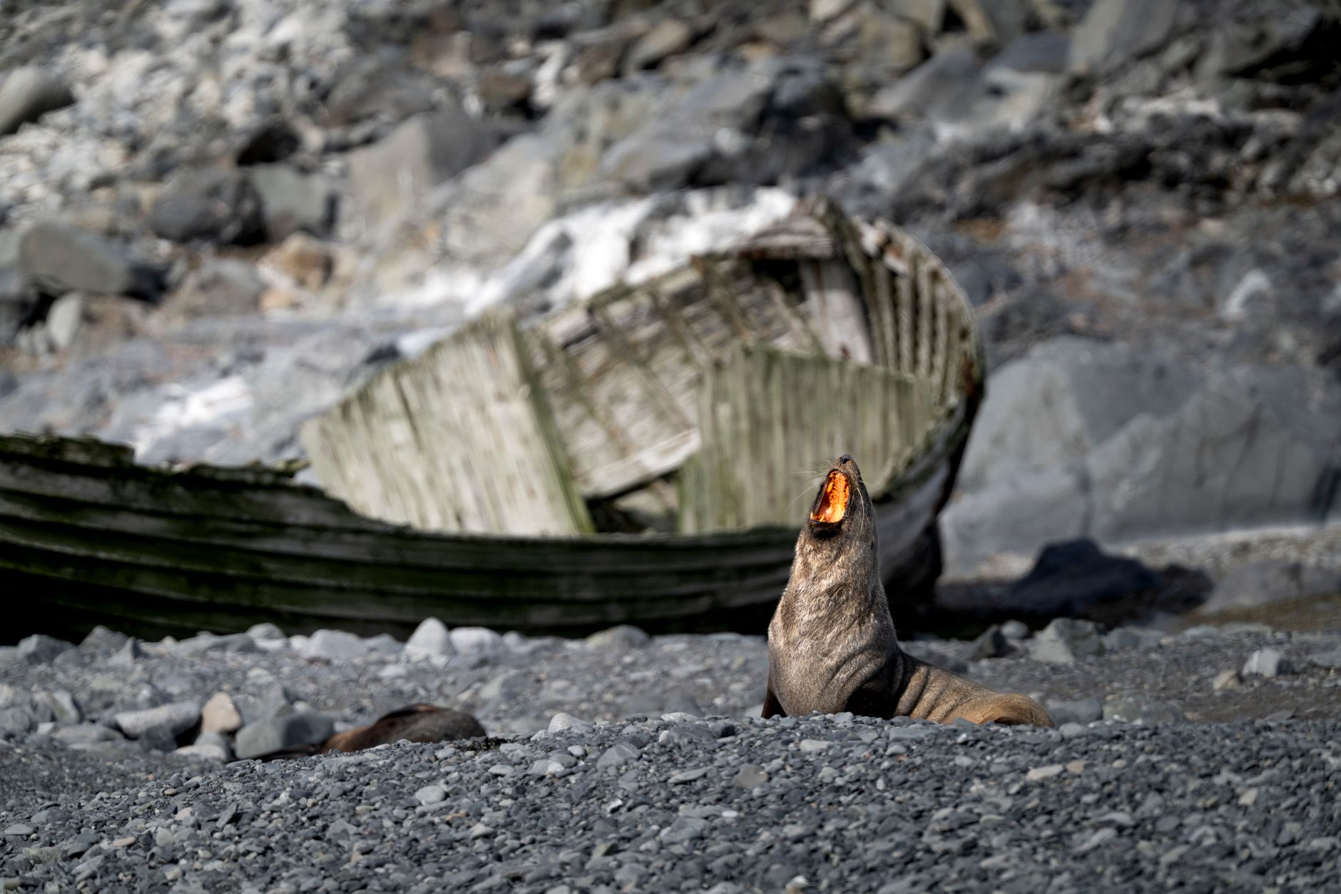 Grytviken, South Georgia Island