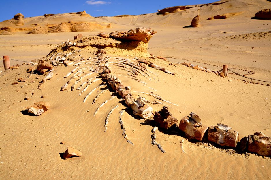 Wadi Al-Hitan, Fayoum, Egypt