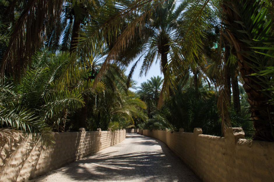 Al-Ahsa Oasis, Saudi Arabia