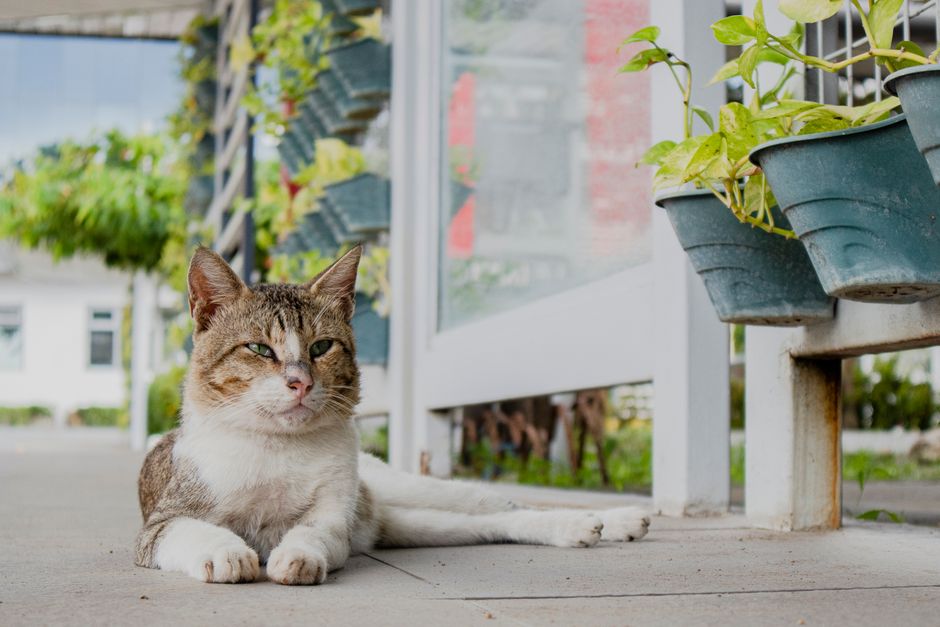 Houtong Cat Village, Taiwan