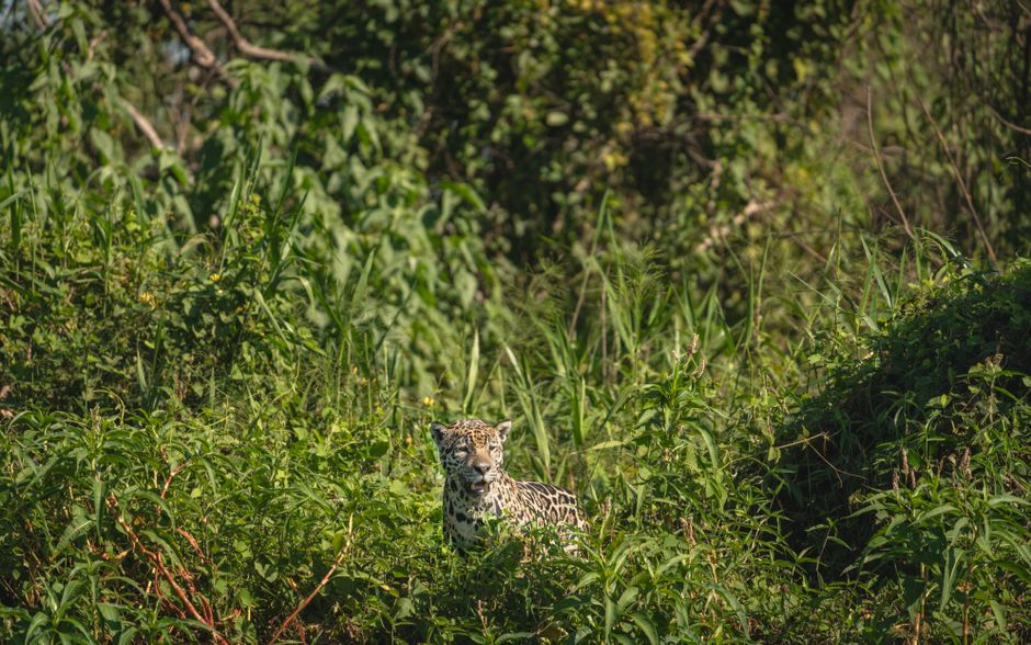 Pantanal Wetlands, Brazil