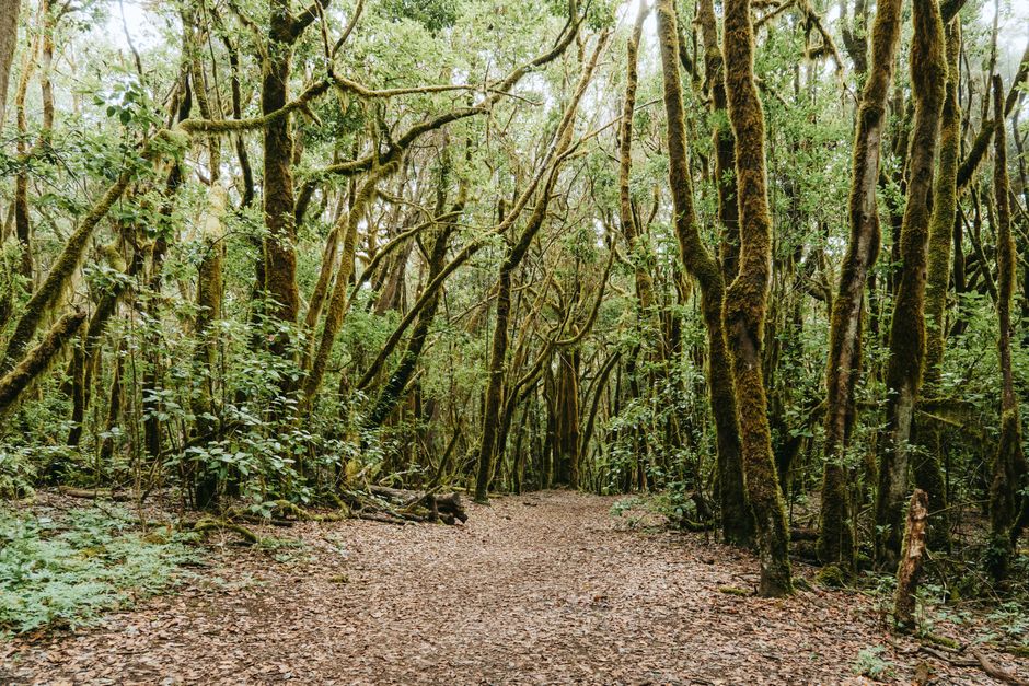 Garajonay National Park, La Gomera, Spain