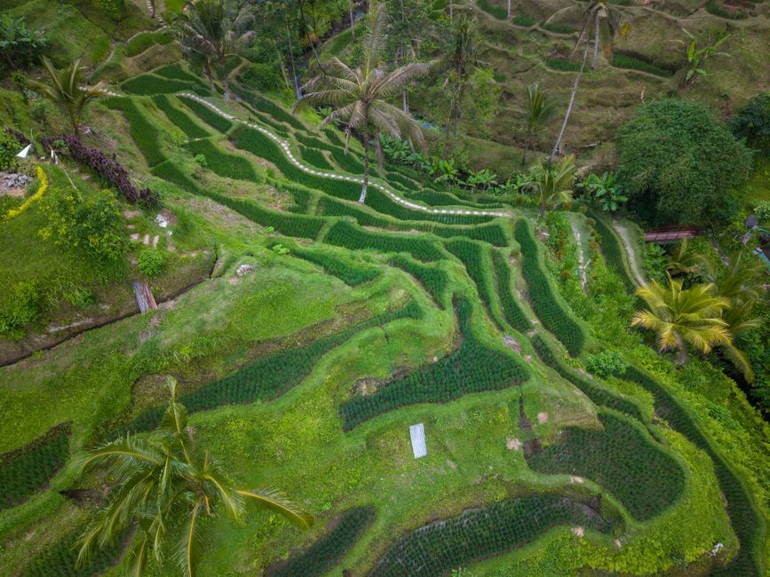 Sierra Nevada de Santa Marta, Colombia