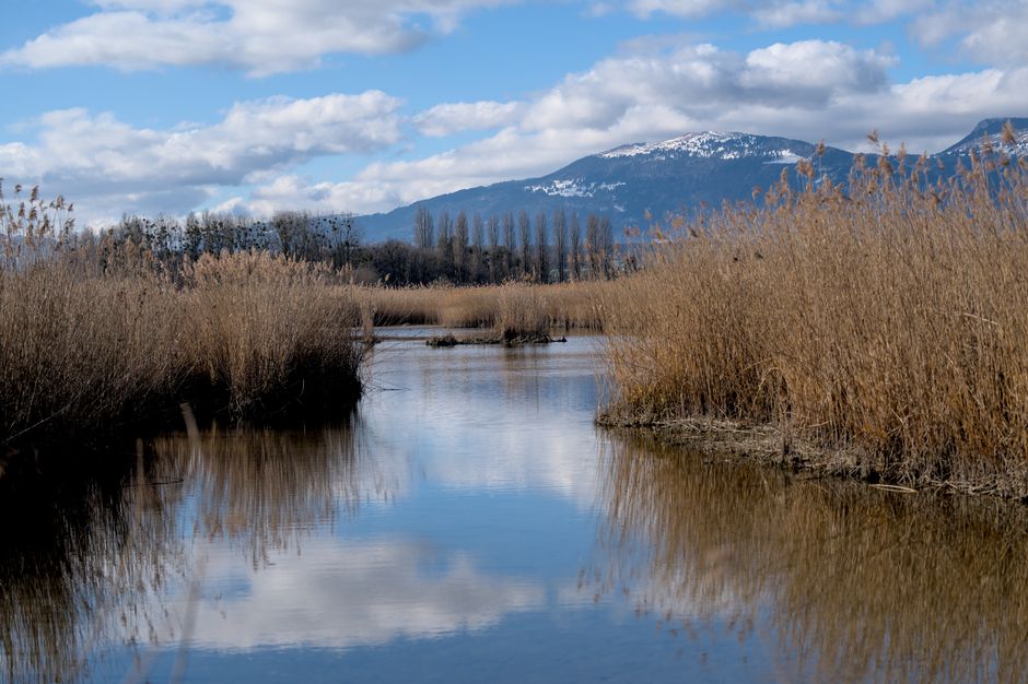 Ljubljana Marshes, Slovenia