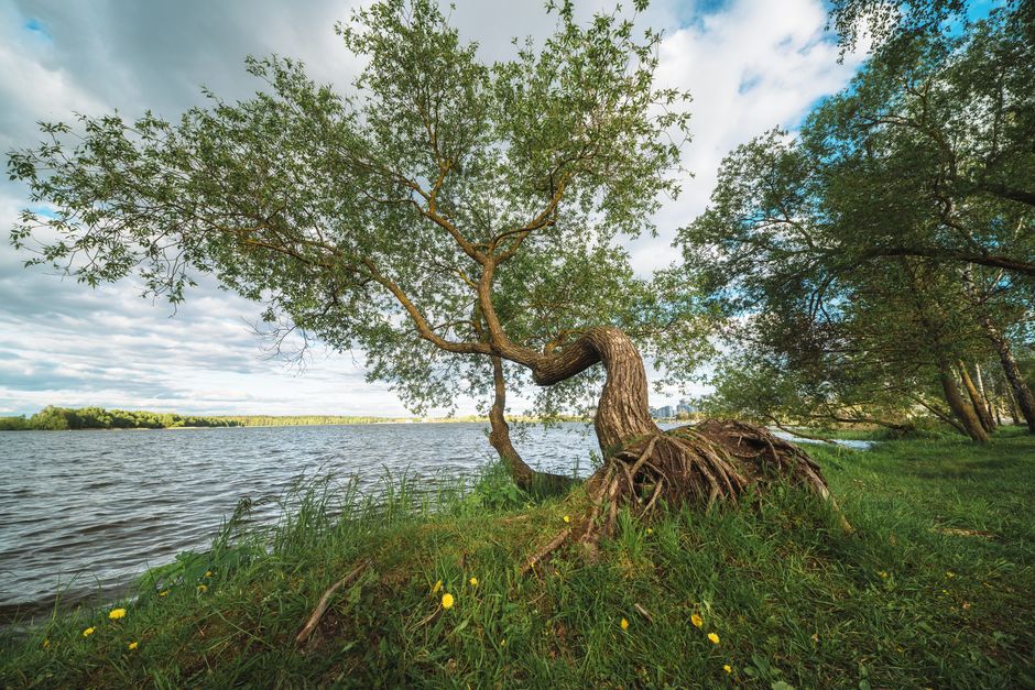 Crooked Bush, Hafford, Saskatchewan, Canada