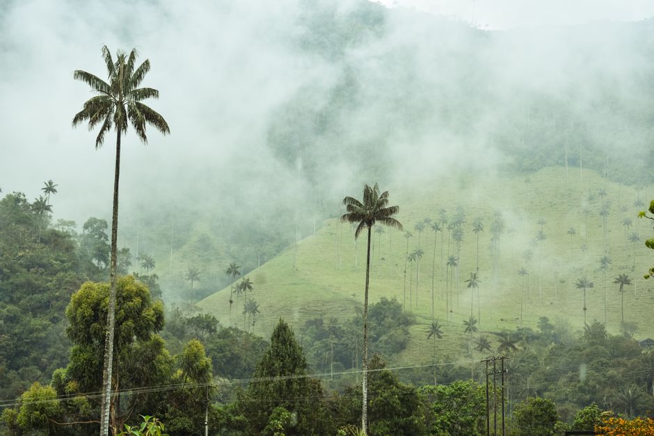 Cocora Valley, Quindío, Colombia