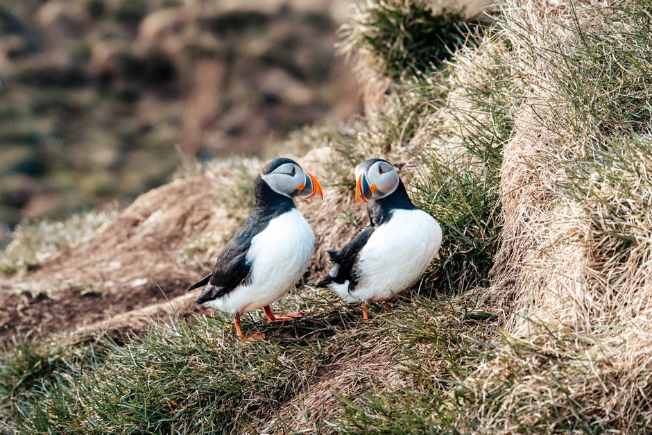 Látrabjarg, Westfjords, Iceland