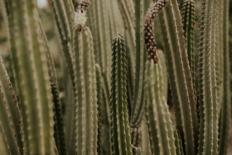 Ajo, Arizona, USA