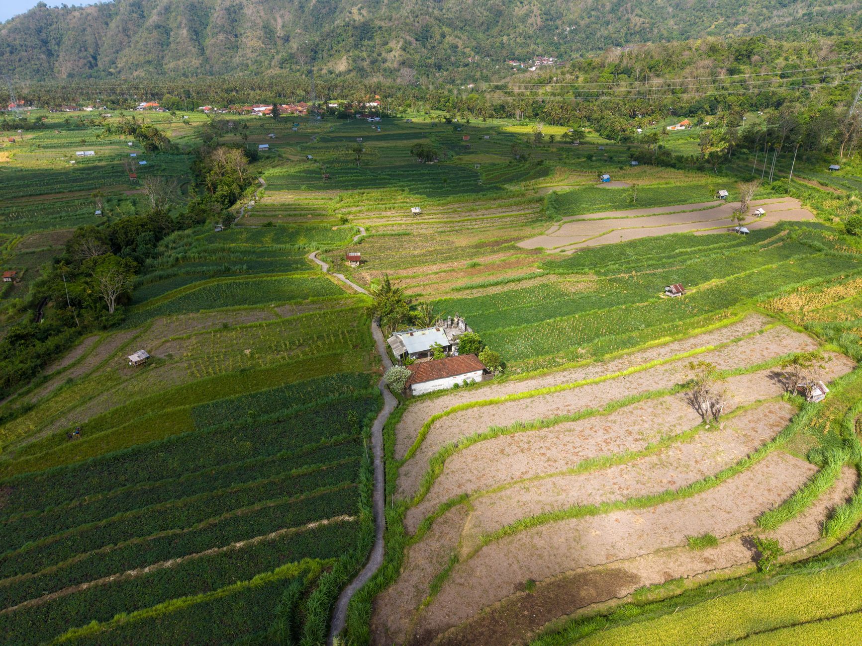 Is Eating Rice Every Day Unhealthy? Uncovering Its Global Stories