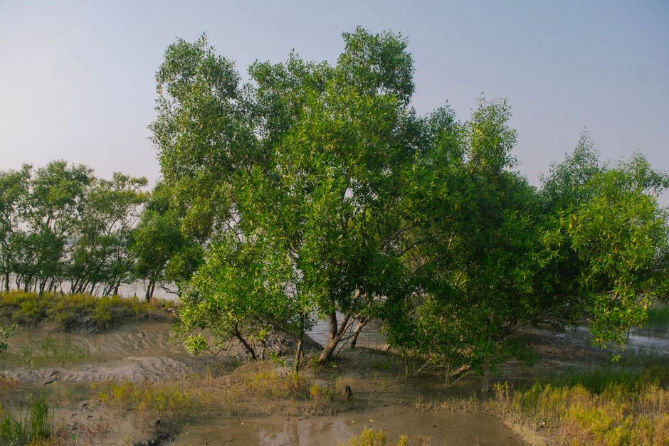 Sundarbans, Bangladesh
