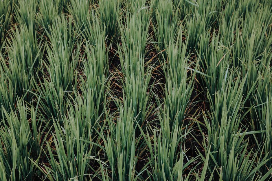 Gullah Geechee Nation, USA (Lowcountry, South Carolina)