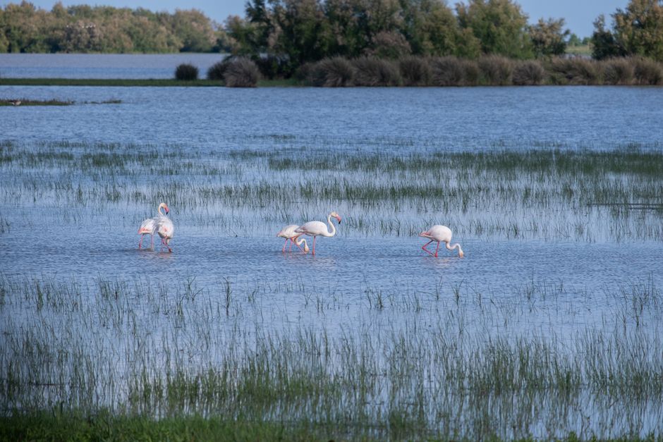 Camargue, France