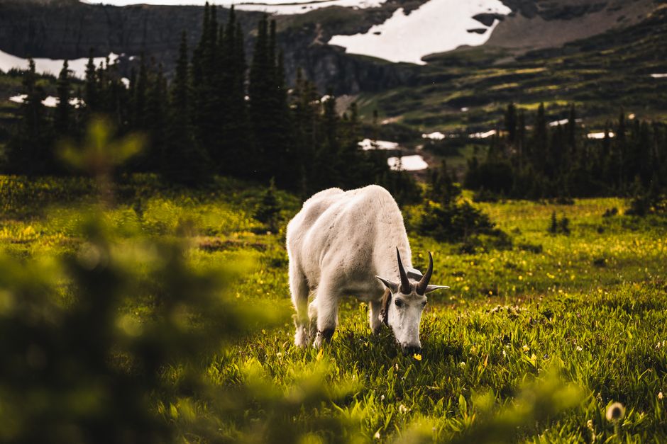 Logan Pass, Glacier National Park, USA