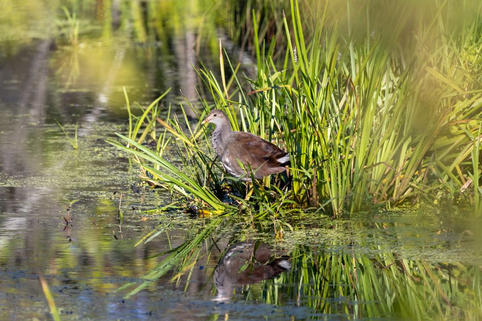 Sudbury, Ontario, Canada
