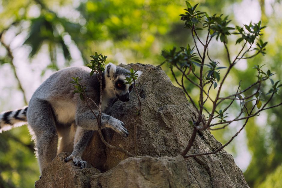 Tsingy de Bemaraha National Park, Madagascar