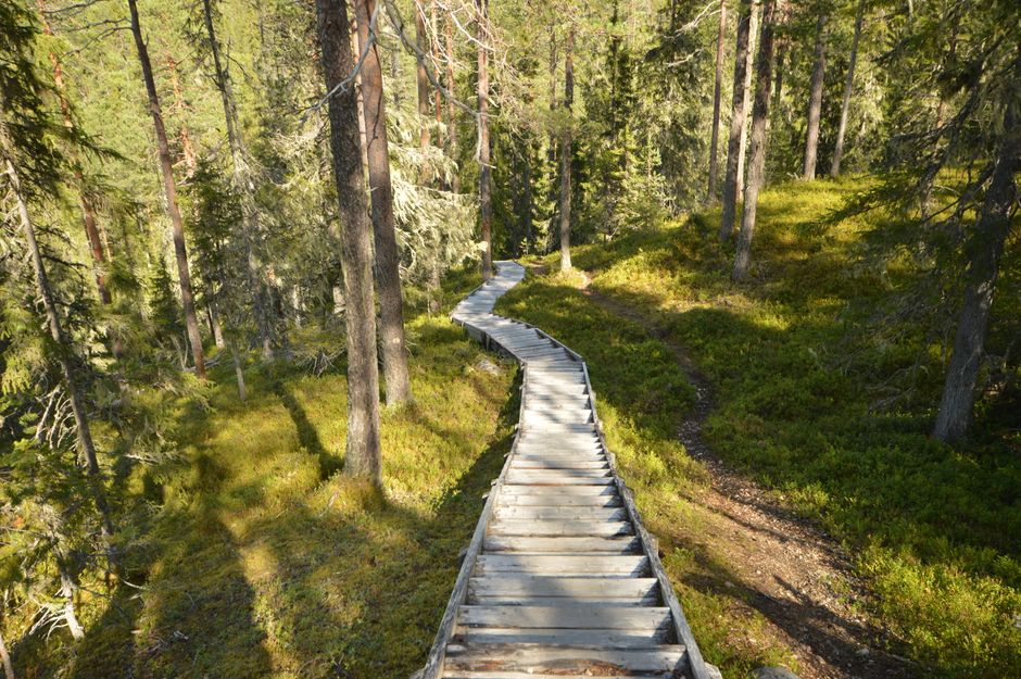 Koli National Park, Finland