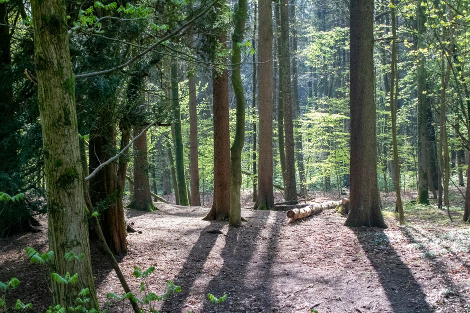 Bois de l'Équerre, Laval, Canada