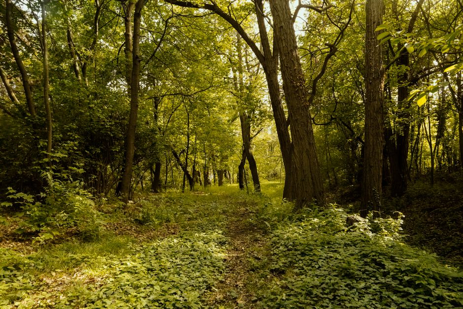 Gault Nature Reserve, Mont Saint-Hilaire, Canada
