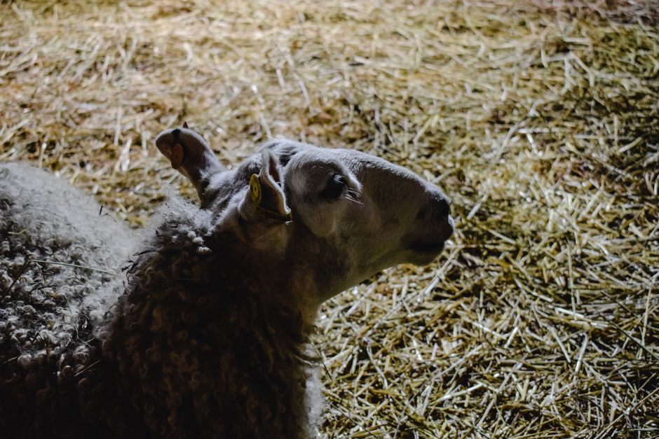 Riverdale Farm, Toronto, Canada
