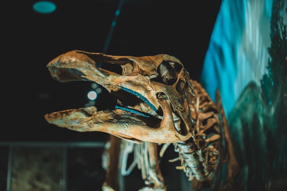 Redpath Museum, McGill University, Canada